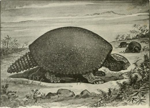 Tanguana Akori, tzw. mea, glyptodon tangijski.