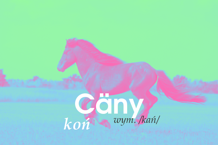 Cany.png